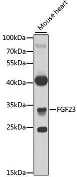 FGF23 antibody