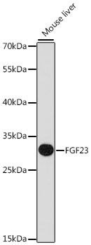 FGF23 antibody