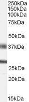 Goat anti-FGF23 Antibody