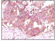 FGF2 Antibody