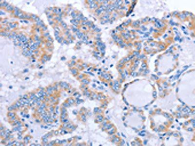 FGF4 Antibody