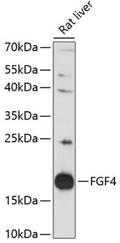 FGF4 antibody