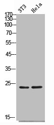 FGF4 Antibody