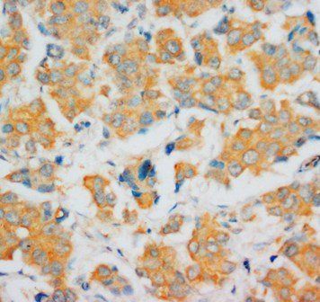 Fibroblast growth factor 4 FGF4 Antibody