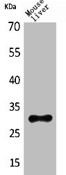 FGF5 antibody