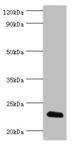 FGF6 antibody