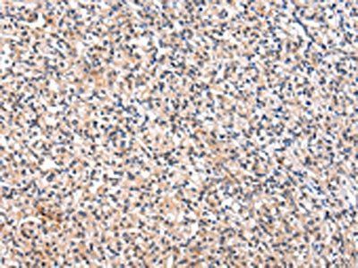 FGF6 Antibody