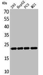 FGF6 antibody