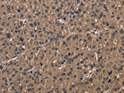FGF7 Antibody