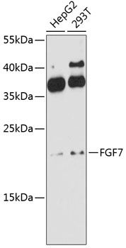 FGF7 antibody