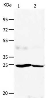 FGF7 Antibody