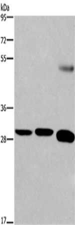 FGF8 antibody