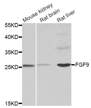 FGF9 antibody