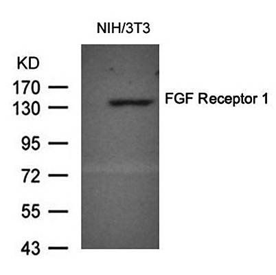 FGF Receptor 1 (Ab54) Antibody