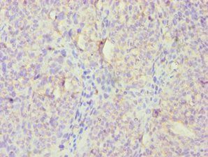 FGFBP1 Antibody