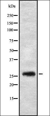 FGFBP3 antibody