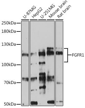 FGFR1 antibody