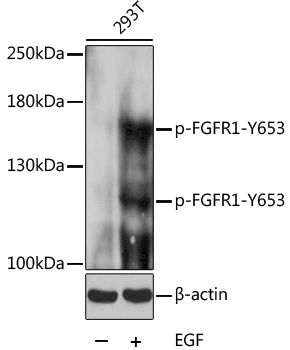 FGFR1 (Phospho-Y653) antibody