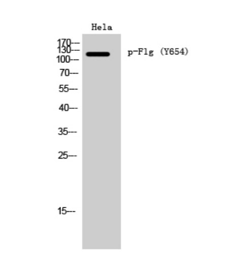 FGFR1 Antibody