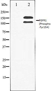 FGFR1 (Phospho-Tyr154) antibody
