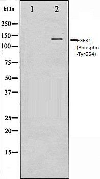 FGFR1 (Phospho-Tyr654) antibody
