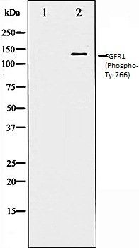 FGFR1 (Phospho-Tyr766) antibody