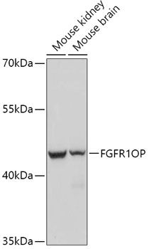 FGFR1OP antibody