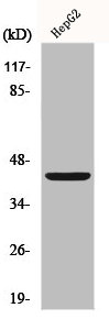 FGFR1OP Antibody