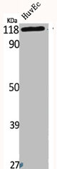 FGFR2 Antibody