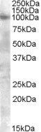 FGFR2 antibody