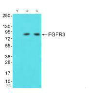 FGFR3 antibody