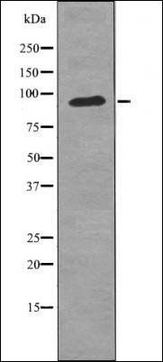 FGFR3 (Phospho-Tyr724) antibody
