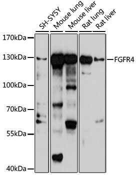 FGFR4 antibody