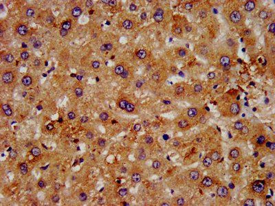 FGFRL1 Antibody