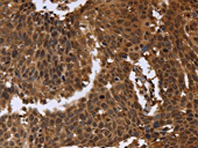 FGFRL1 antibody