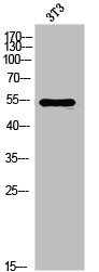 FGFRL1 antibody