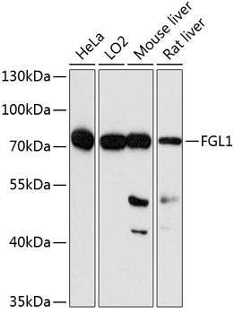 FGL1 antibody