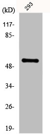 FGL2 antibody