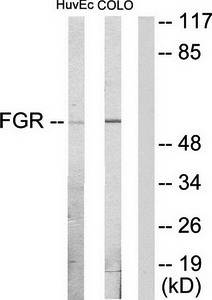 FGR antibody