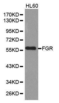 FGR antibody