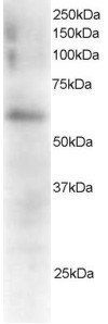Goat anti-FGR Antibody