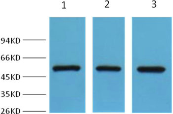 FH antibody