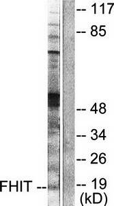 FHIT Antibody