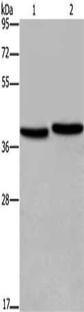 FHL1 Antibody