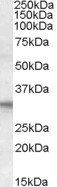 Goat anti-FHL2 Antibody