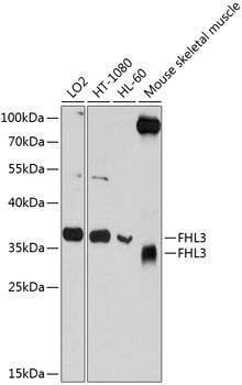 FHL3 antibody