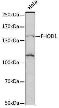 FHOD1 antibody