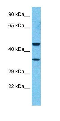 FHR3 antibody