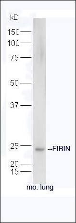 FIBIN antibody