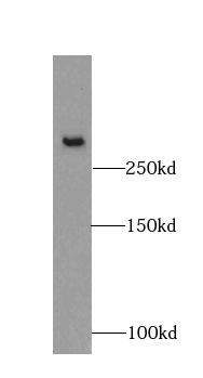 fibrillin 2-Specific antibody